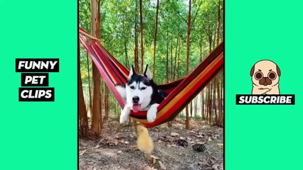 Tik Tok Pets  Funny Cute Animals #29