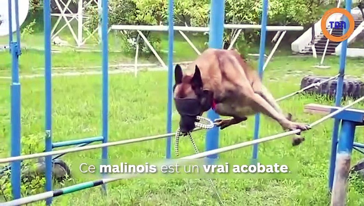 Un chien de police marche sur des cordes les yeux bandés