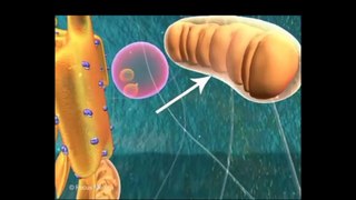 Explain of plasma membrane  cell _07-03_Full HD