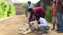 Ricos criam leões como animais de estimação no Paquistão