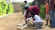 Ricos criam leões como animais de estimação no Paquistão