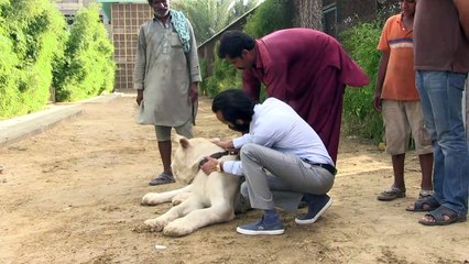 Download Video: Ricos criam leões como animais de estimação no Paquistão