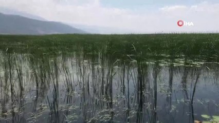 Işıklı Gölü sazlık ve nilüfer çiçekleriyle kartpostallık görüntüler oluşturuyor