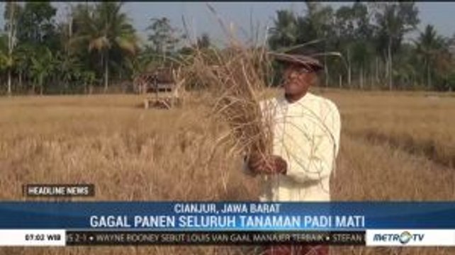 Musim Kemarau, 50 Hektare Sawah di Cianjur Gagal Panen