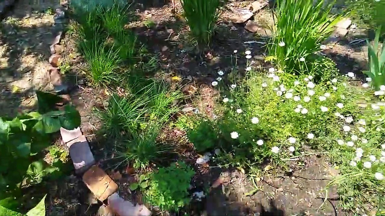 Styxhexenhammer666 Garden Update 07-03-2019
