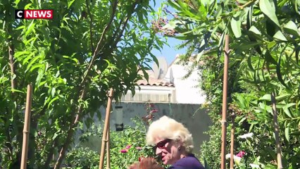 Maurice, le coq trop «matinal» pour ses voisins, se retrouve en procès