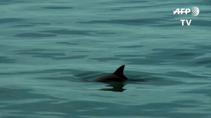 Hábitat de la vaquita marina en México, declarado Patrimonio Mundial en peligro