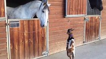 Amitié incroyable entre une petite chèvre et un cheval