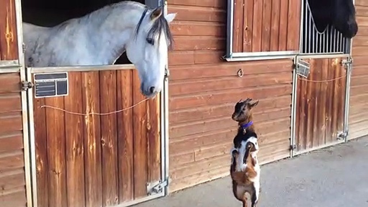 Amitié incroyable entre une petite chèvre et un cheval