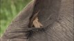 Collaboration parfaite entre un oiseau et un rhinocéros... nettoyage d'oreille
