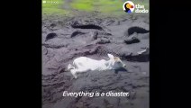 Des habitants découvrent un veau piégé dans la boue, entouré par des alligators