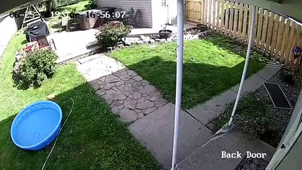 Flying Dog Caught On Camera