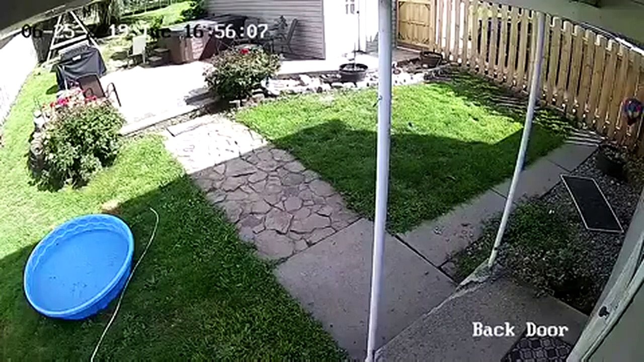 Flying Dog Caught On Camera