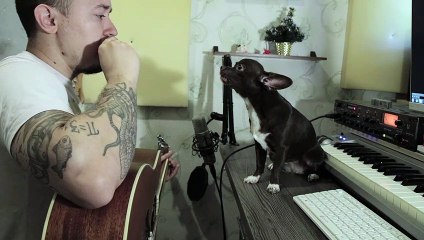 Dog is Excellent Blues Singer