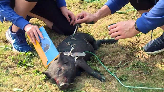 Cuộc đua kỳ thú 2019 - Trailer tập 1