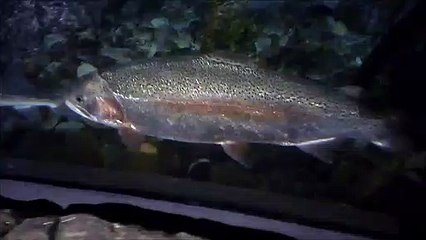 MCH 120 WHAT YOUR FISHING FOR FOUR.