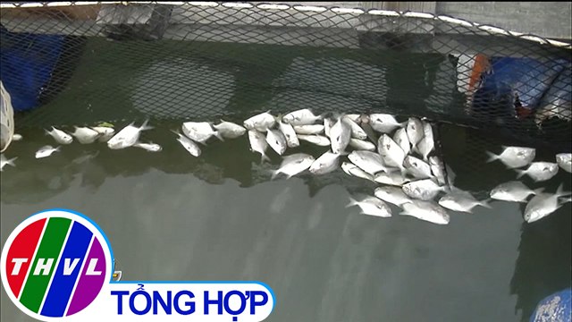 THVL | Cá nuôi lồng trên sông Chà Và, Bà Rịa - Vũng Tàu lại chết hàng loạt