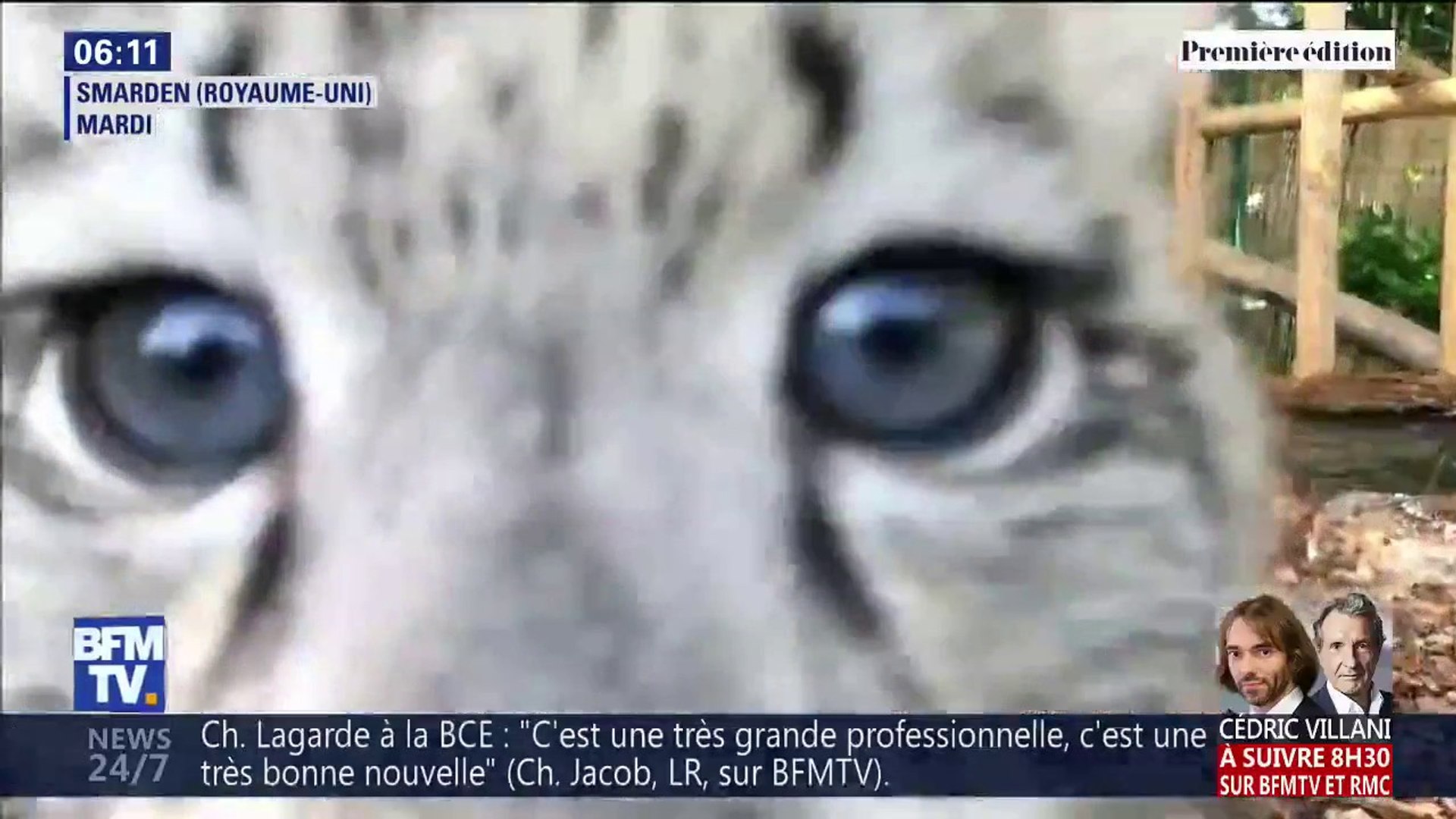 Les Adorables Images De Ces Bebes Leopards Des Neiges Vont Vous Faire Craquer Video Dailymotion