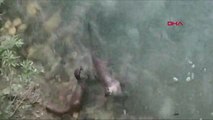 Erzincan Su samurları balık avlarken görüntülendi