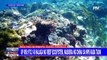 UP MSI: P33.1-B halaga ng reef ecosystem, nasisira ng China sa WPS kada taon
