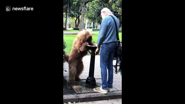 Dog fends off heatwave by drinking from a fountain like a human