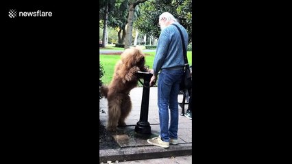 Dog fends off heatwave by drinking from a fountain like a human