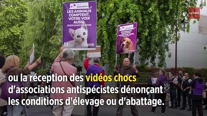 Pourquoi ils votent pour le Parti animaliste