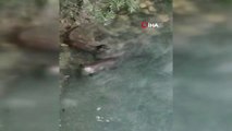 Erzincan su samurları balık avlarken görüntülendi