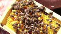 Gümüşhane Kafkas Ana Arı üretim üssü olma yolunda ilerliyor