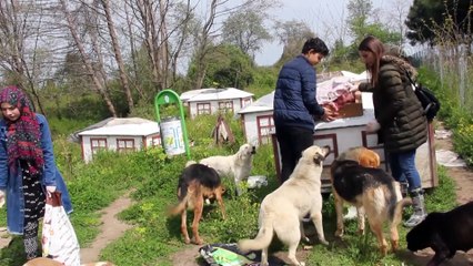 Tedavi ettirdikleri sokak hayvanlarına sıcak yuva buluyorlar - ORDU