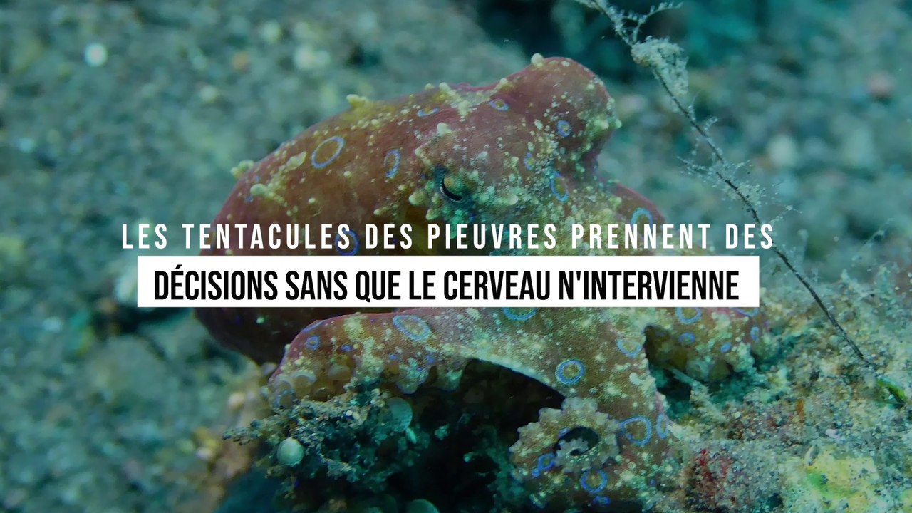 Les tentacules des pieuvres prennent des décisions sans que le cerveau n'intervienne