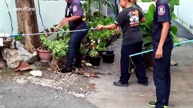 Terrified locals catch escaped crocodile in family's front yard