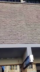 Cacatoès vs Pics anti-oiseaux