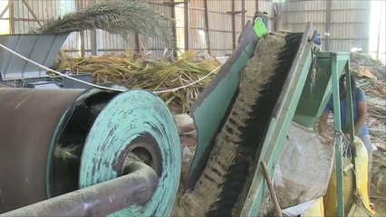 في الأردن.. مصنع يحيل مخلفات النخيل إلى سماد للتربة