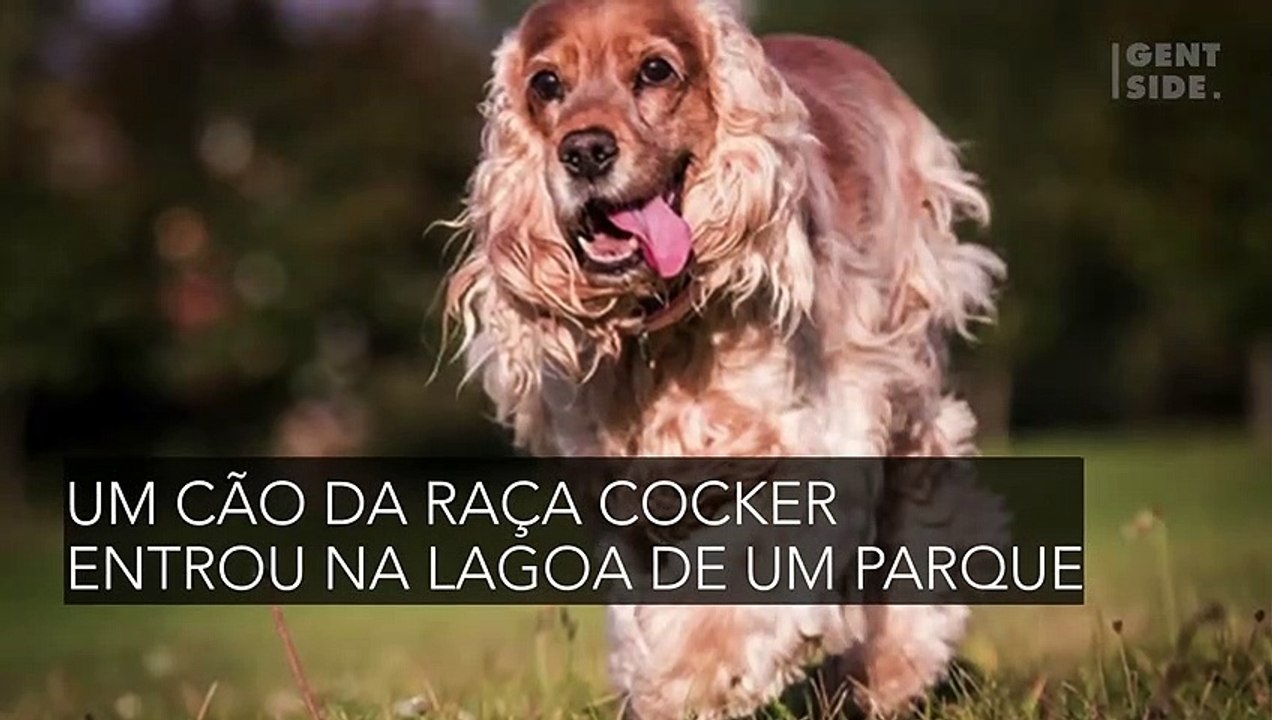 Ganso mata cachorro em lagoa, seu dono assiste à cena horrorizado