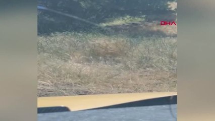 Tunceli'de 'Anadolu Parsı' görüntülendi iddiası