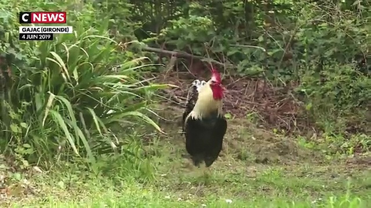 Ces vacanciers  des villes qui veulent faire taire les coqs, les cloches où les  vaches pendant leurs vacances à la campagne
