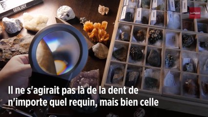 États-Unis : l'incroyable découverte d'une dent de mégalodon