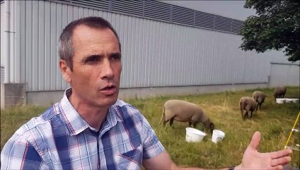 Fabien Vieille-Mecet, technicien travaux énergie chez Préval, parle de l’arrivée des moutons dans l'enceinte de la déchetterie