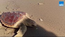 Retour à l’océan pour trois tortues marines sur la plage de la Conche à St Clément des Baleines sur l’île de Ré