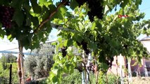 MANİSA Alaşehir'de erkenci 'Mitrobilik Ofelya' cinsi üzüm ilk kez hasat edildi