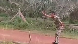 Skillfully catching a snake with bare hands