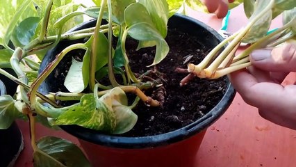 How to Grow Money Plant Pothos from cutting