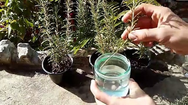 How to grow Rosemary from cuttings easy
