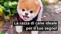 La razza di cane ideale per il tuo segno zodiacale! 5743