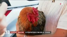 Charente-Maritime : le procès du coq Maurice s'ouvre au tribunal de Rochefort