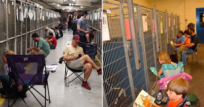 Des Américains snobent la fête nationale pour réconforter les chiens de refuges effrayés par les feux d'artifice