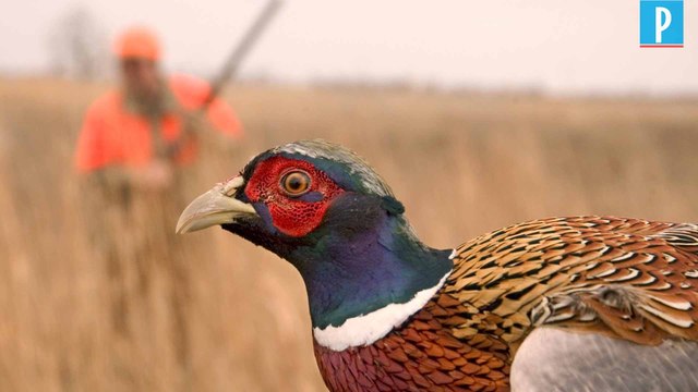 Les 57 500 € d'argent public offerts aux chasseurs pour des faisans font polémique