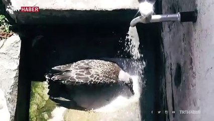 Sıcaktan bunalan martı çeşmenin altında serinledi