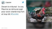 Jugé parce qu’il fait trop de bruit, le coq Maurice sera fixé sur son sort le 5 septembre